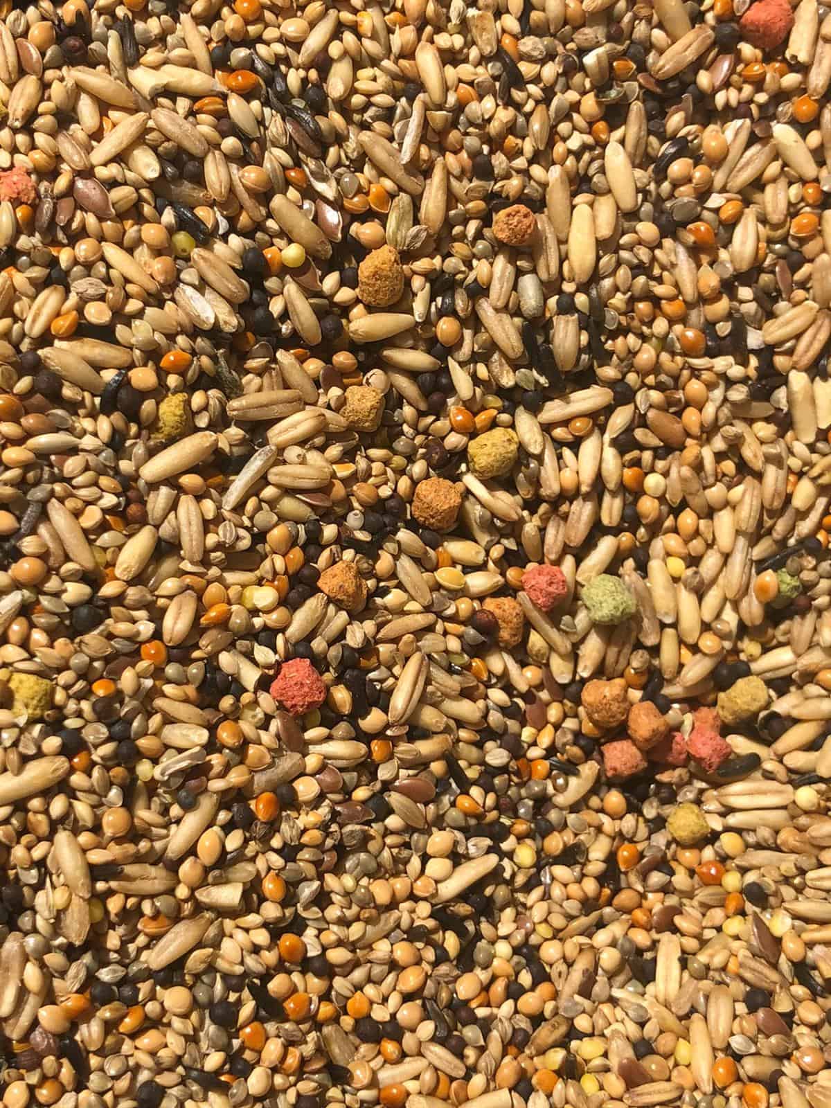Photo inspiration: Budgies Seed 3Kg Photo Inspiration