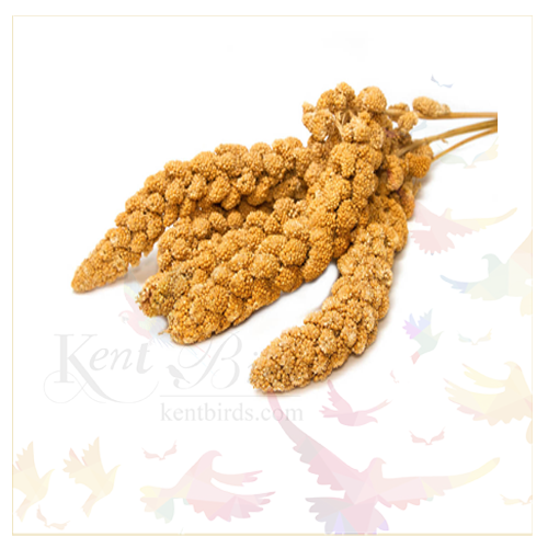 Millet Spray Kentbirds