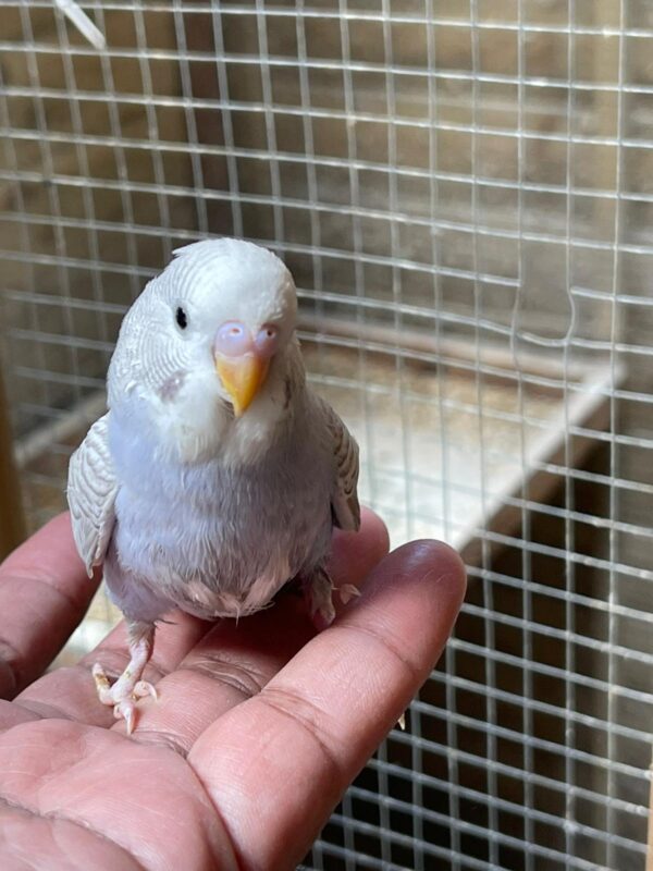 Hand Tamed Budgie