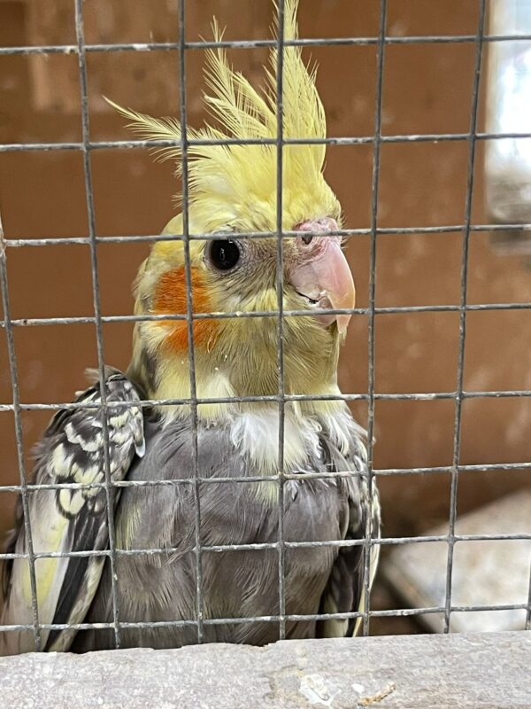 Cockatiels