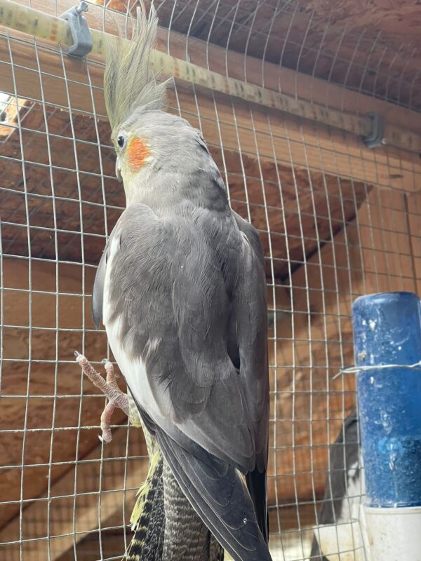 Cockatiels - Image 3