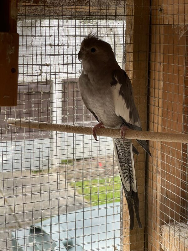Cockatiels - Image 5