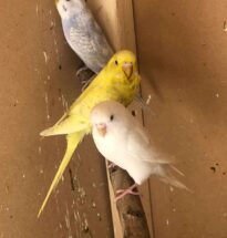 Budgies