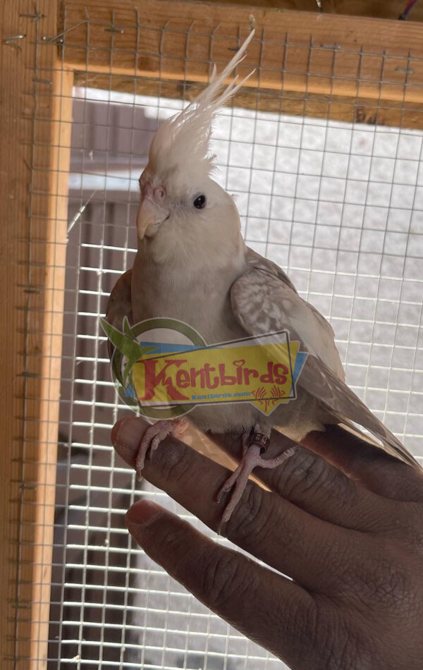 Tamed Cockatiels