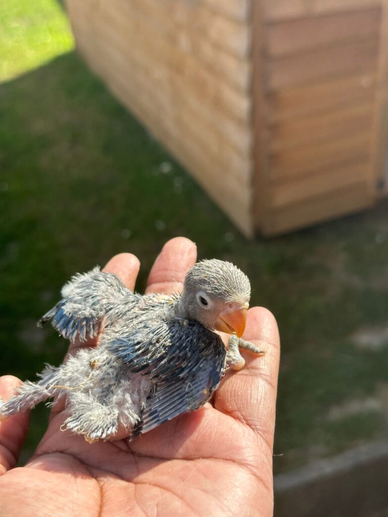 Hand Reared Love Birds Kentbirds