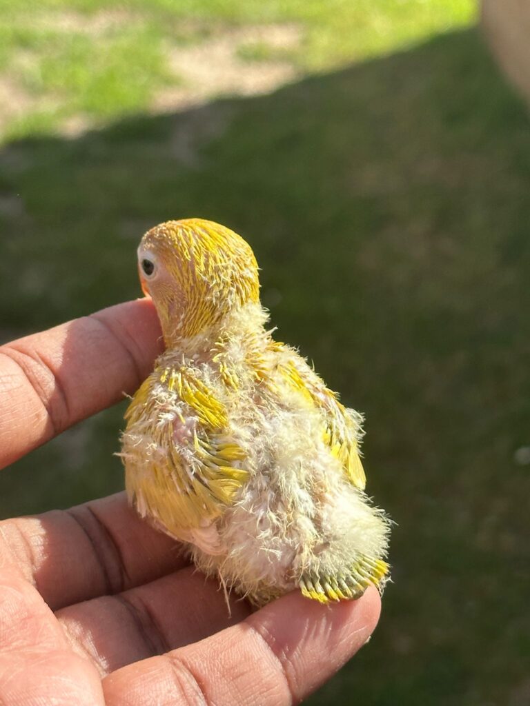 Hand Reared Love Birds Kentbirds