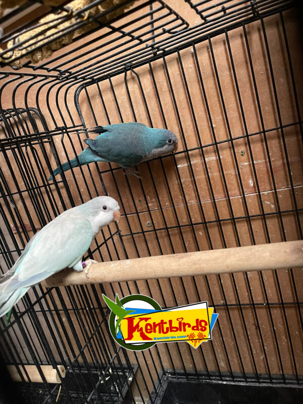 Quaker (Monk) Parakeet