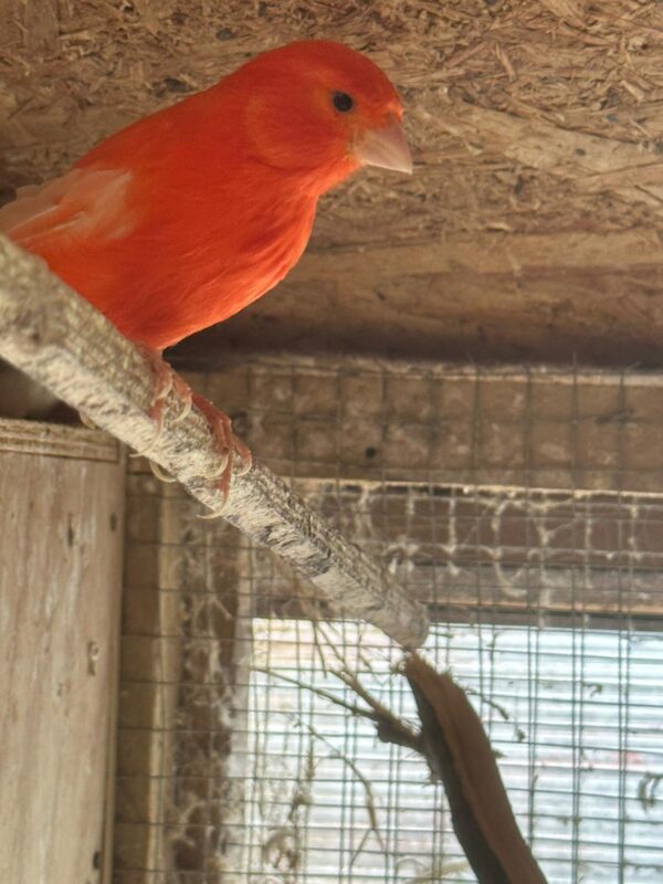 Canary - Image 3