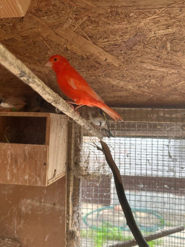 Canary - Image 4