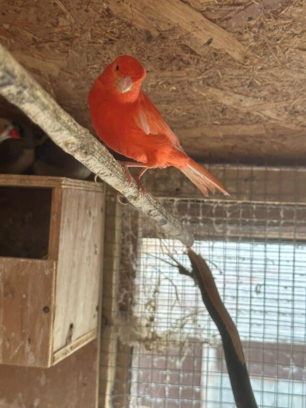 Canary
